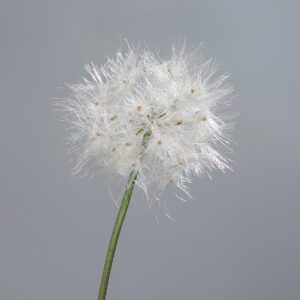 Одуванчик, 80 см
