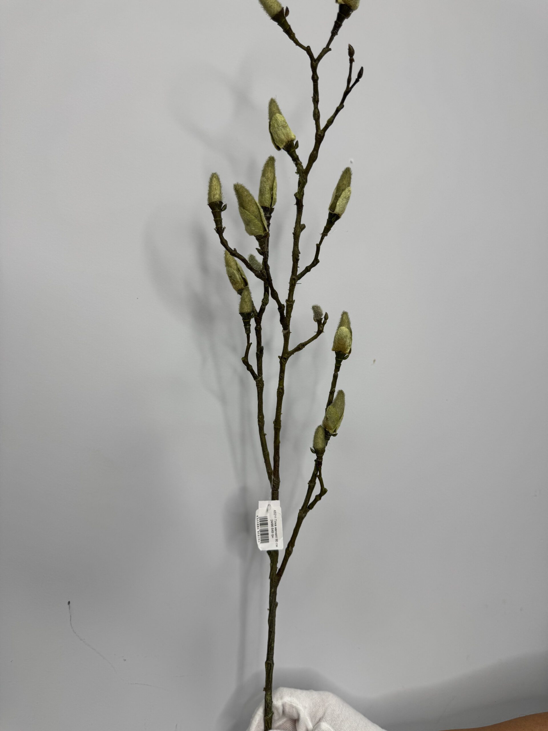 магнолия1 magnolija1 scaled <strong data-start="85" data-end="103">Гілка магнолії - </strong>Витончена декоративна довжиною <strong data-start="113" data-end="122">90 см</strong> — ідеальний акцент для весняного декору. Ніжні <strong data-start="170" data-end="197">бруньки ще не розквітли</strong>, тому композиція виглядає природно та дуже делікатно — ніби мить перед справжнім цвітінням.