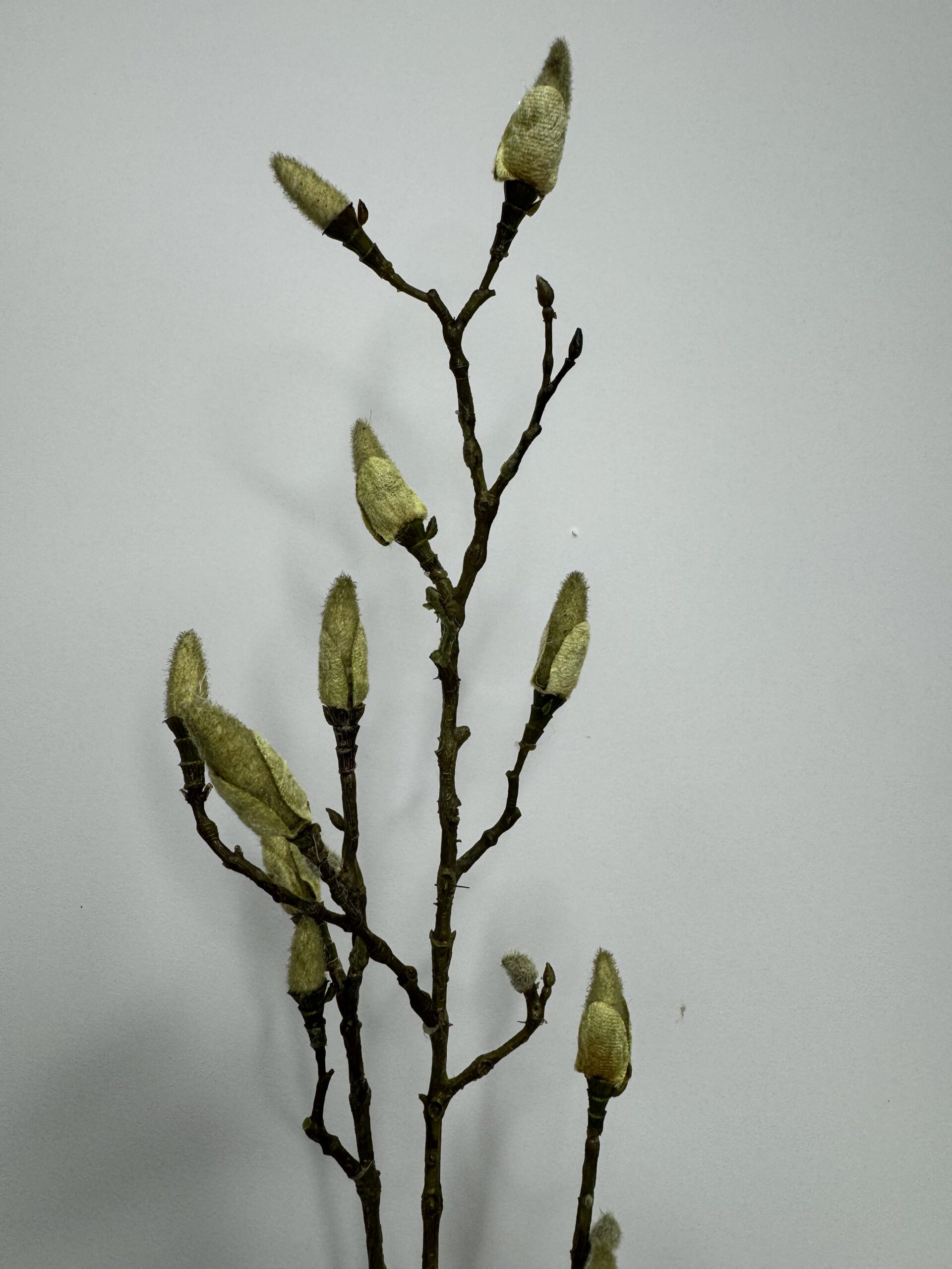 магнолия4 magnolija4 scaled <strong data-start="85" data-end="103">Гілка магнолії - </strong>Витончена декоративна довжиною <strong data-start="113" data-end="122">90 см</strong> — ідеальний акцент для весняного декору. Ніжні <strong data-start="170" data-end="197">бруньки ще не розквітли</strong>, тому композиція виглядає природно та дуже делікатно — ніби мить перед справжнім цвітінням.